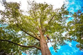 Best Tree Maintenance Programs  in Cheney, KS